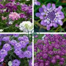 Candytuft Fragrant Iberis Amara Room Flower Bee 100 Seeds