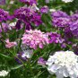 Candytuft Fragrant Iberis Amara Room Flower Bee 100 Seeds
