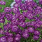 Candytuft Fragrant Iberis Amara Room Flower Bee 100 Seeds