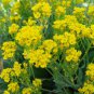 Yellow Spice Snowball Flower 100 Seeds