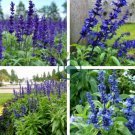 Beautiful Blue Flower Sage 60 Seeds
