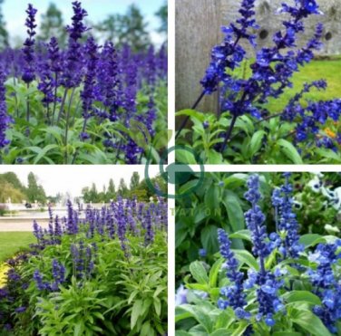 Beautiful Blue Flower Sage 60 Seeds