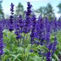 Beautiful Blue Flower Sage 60 Seeds