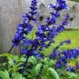Beautiful Blue Flower Sage 60 Seeds