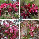 Chinese Crabapple 20 Seeds