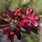 Chinese Crabapple 20 Seeds