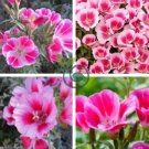 Farewell to Spring Flower 100 Seeds