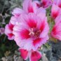 Farewell to Spring Flower 100 Seeds