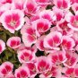 Farewell to Spring Flower 100 Seeds