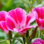 Farewell to Spring Flower 100 Seeds