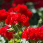 Red Univalve Geranium Perennial Flower 12 Seeds