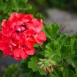 Red Univalve Geranium Perennial Flower 12 Seeds