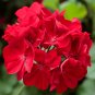 Red Univalve Geranium Perennial Flower 12 Seeds
