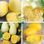 Watkins Melon Stir 24 Seeds