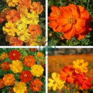 Cosmos Sulphureus Bright Lights Mix 100 Seeds