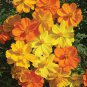Cosmos Sulphureus Bright Lights Mix 100 Seeds