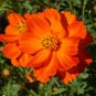 Cosmos Sulphureus Bright Lights Mix 100 Seeds
