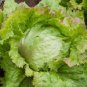 Ball Lettuce Vegetable Potted Plant 320 Seeds