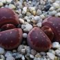 Lithops Olivacea v Neobrownii 40 Seeds