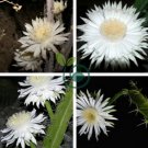 Barbed Wire Cactus with White Flowers 20 Seeds