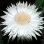 Barbed Wire Cactus with White Flowers 20 Seeds