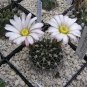 Acanthocalycium Klimpelianum 40 Seeds