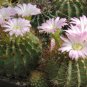 Acanthocalycium Klimpelianum 40 Seeds
