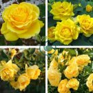 'Euro Tri' Yellow Rose Shrub Flower 100 Seeds