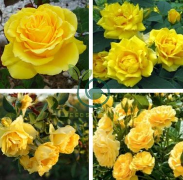 'Euro Tri' Yellow Rose Shrub Flower 100 Seeds