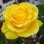 'Euro Tri' Yellow Rose Shrub Flower 100 Seeds