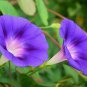 Imported Purple White Stripe Big Morning Glory Flowers 20 Seeds