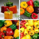 Mixed Orange Green Red Yellow Square Sweet Pepper F1 200 Seeds