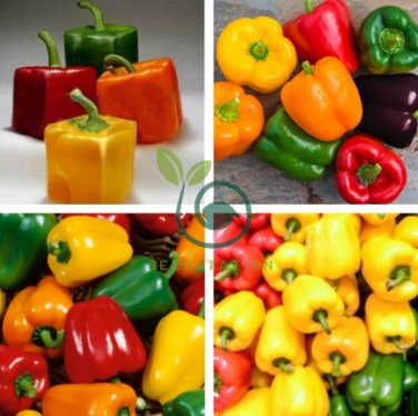 Mixed Orange Green Red Yellow Square Sweet Pepper F1 200 Seeds