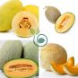 Big Yellow Sweet Taste Vegetable Mitarl Melon 16 Seeds
