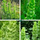 Green Shell Flower 400 Seeds
