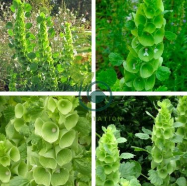Green Shell Flower 400 Seeds