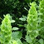 Green Shell Flower 400 Seeds