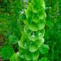 Green Shell Flower 400 Seeds