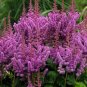 Astilbe Chinensis 500 Seeds