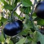 The Most Black Tomato In The World 20 Seeds