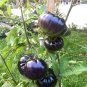 The Most Black Tomato In The World 20 Seeds