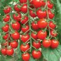 Bright Red Bonsai Cherry Tomato Organic 240 Seeds