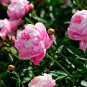 'East Jin' Red Middle Red Peony Shrub Flower 10 Seeds