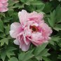 'East Jin' Red Middle Red Peony Shrub Flower 10 Seeds