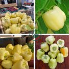 Sweet White Bell Pepper 16 Seeds