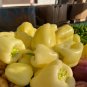 Sweet White Bell Pepper 16 Seeds