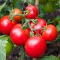 Bright Red Cherry Tomato 100 Seeds