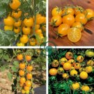 Taiwan Yellow Cherry Tomato 100 Seeds