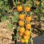 Taiwan Yellow Cherry Tomato 100 Seeds