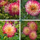 'Tahiti Sunrise' Red Yellow Dahlia Flower 40 Seeds
